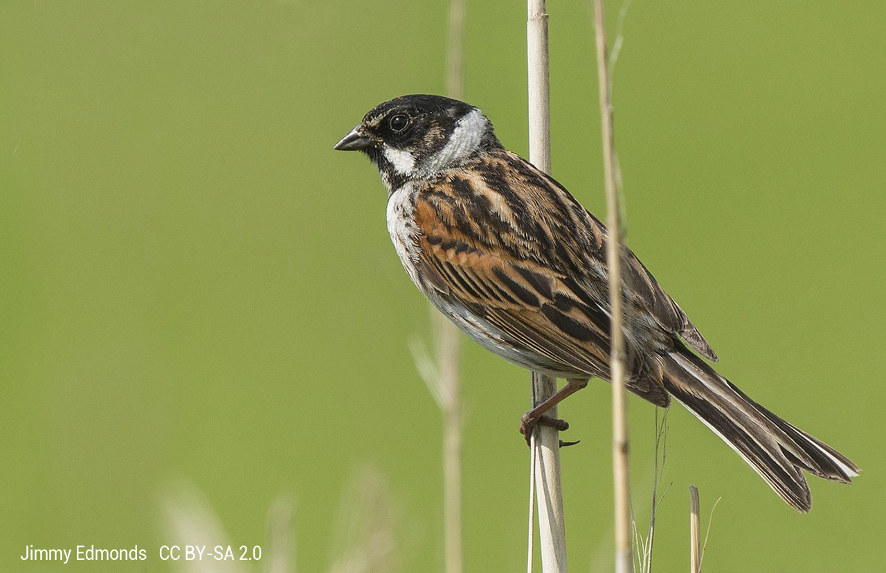 Réserve Naturelle Étang De La Mazière