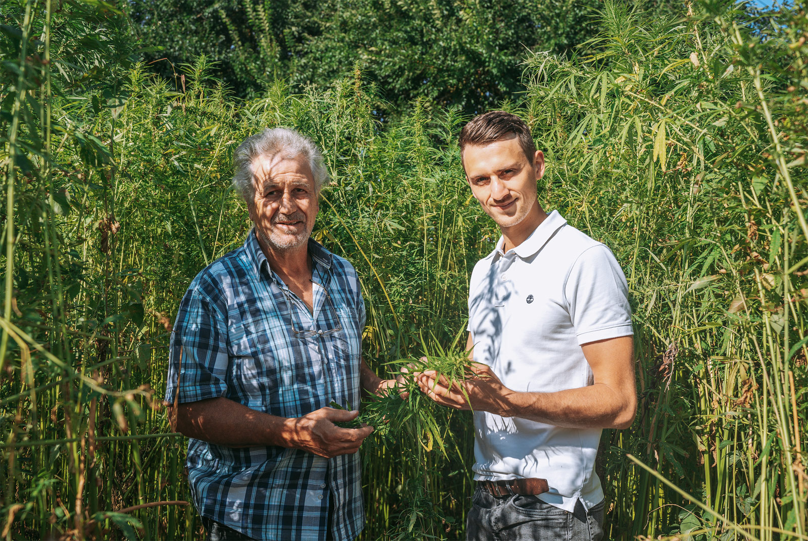 Le Chanvre de mon Père : organic CBD 100% Lot- ...