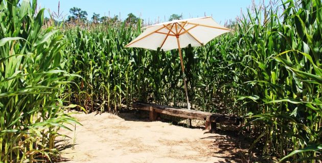 Le labyrinthe de maïs et le quizz de la Ferme  ...